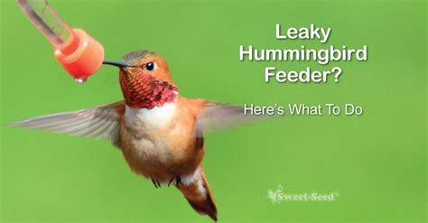 leaking hummingbird feeder|Why do My Hummingbird Feeders Leak: 7 Reasons!